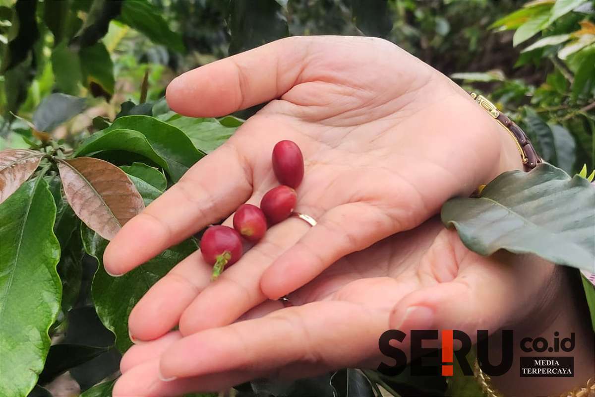 Buah kopi arabika Sumadi dari lereng Gunung Arjuna. (rhd) - Binaan BI Malang, Kopi Arabika Gunung Arjuna 'Sumadi' Pasok Ekspor 12 Ton