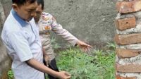 Warga Gedangan Sidoarjo Heboh, Ladang Ganja di Bangunan Kosong