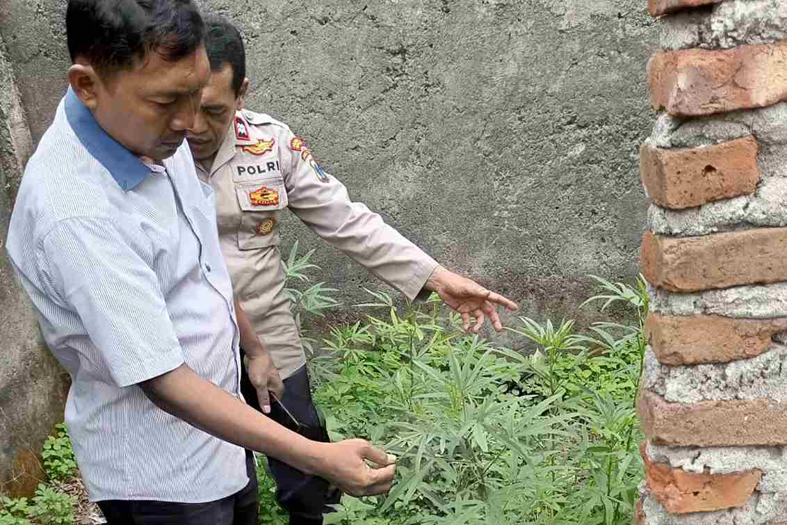 Warga Gedangan Sidoarjo Heboh, Ladang Ganja di Bangunan Kosong