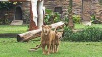 Kebun Binatang Surabaya Kenalkan Sepasang Singa Putih Zeus dan Kiara