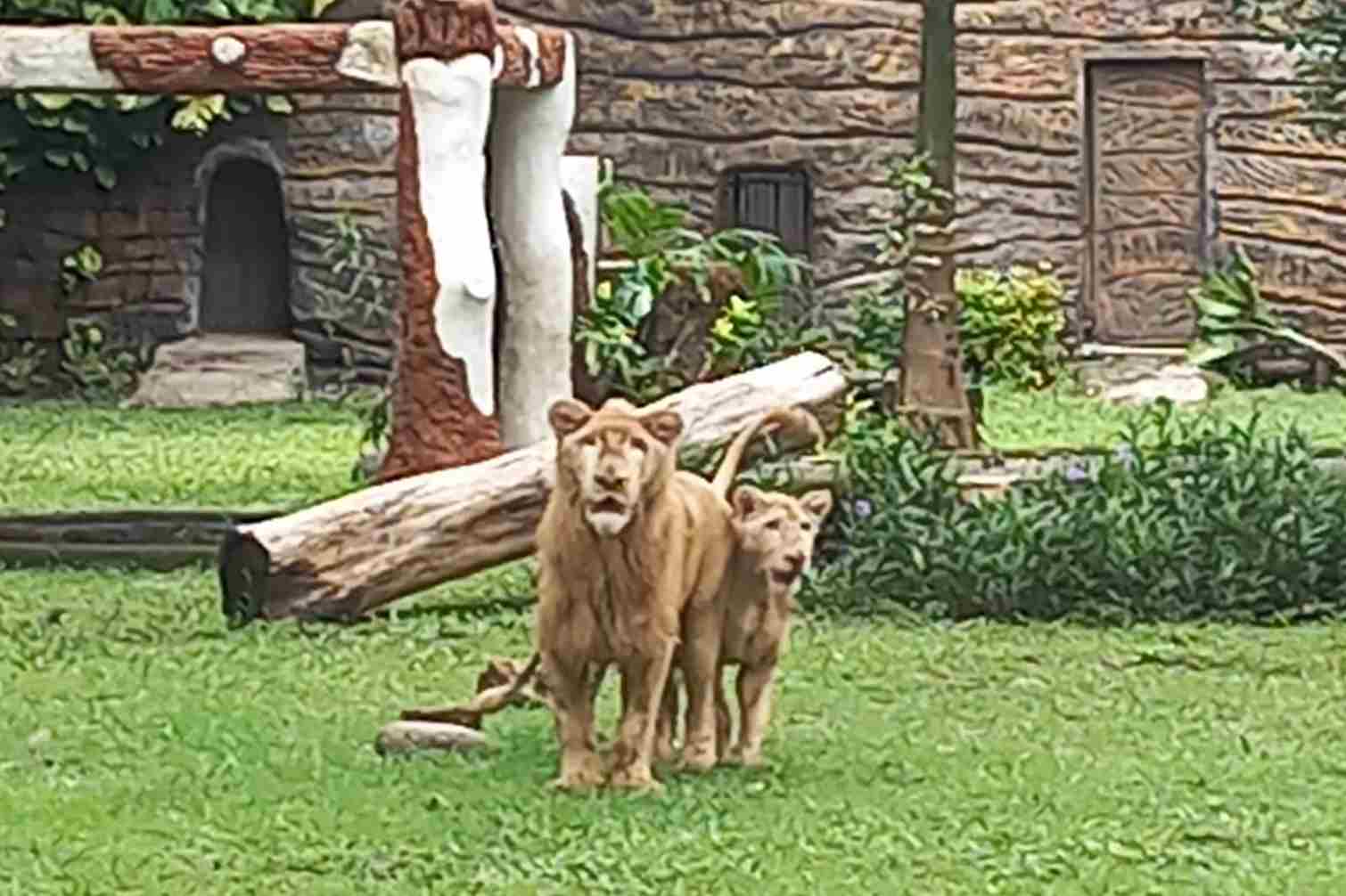 Kebun Binatang Surabaya kenalkan sepasang singa putih Zeus dan Kiara sby2_11zon (1) Kebun Binatang Surabaya Kenalkan Sepasang Singa Putih Zeus dan Kiara