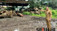 Kepala Bidang Ruang Terbuka Hijau DLH Kota Malang, Laode KB Al Fitra, sedang menunjukkan potongan pohon tumbang. (ws12) - Antisipasi Pohon Tumbang, DLH Kota Malang Pemeliharaan 76 Titik Selama Desember 2024