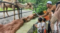 Orang tua mengedukasi kepada anak-anak terkait makhluk hidup dan menyayangi binatang. (sby2) - Kebun Binatang Surabaya Mulai Dipadati Pengunjung Jelang Libur Nataru 2024/2025