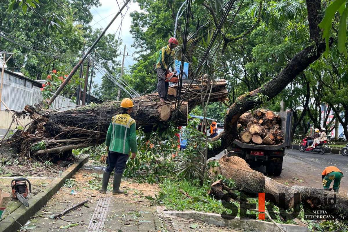 Petugas sedang memotong pohon tumbang untuk membuka akses jalan. (ws12) - Akibat Hujan Deras, Pohon Tumbang Timpa Dua Mobil di Terusan Dieng Kota Malang