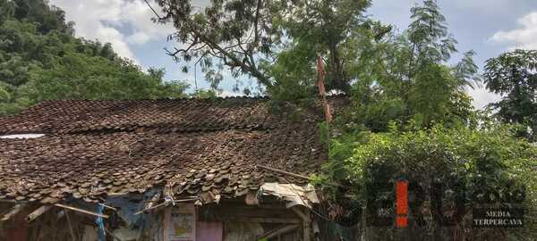 Pohon Besar di Jember Tumbang, Timpa Rumah Warga hingga Rusak Parah