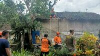 Pohon Besar di Jember Tumbang, Timpa Rumah Warga hingga Rusak Parah