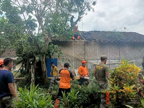 Pohon Besar di Jember Tumbang, Timpa Rumah Warga hingga Rusak Parah