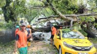 Pohon tumbang menimpa mobil brio kuning. (ist) - Akibat Hujan Deras, Pohon Tumbang Timpa Dua Mobil di Terusan Dieng Kota Malang