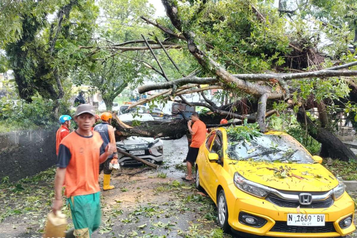 Pohon tumbang menimpa mobil brio kuning. (ist) - Akibat Hujan Deras, Pohon Tumbang Timpa Dua Mobil di Terusan Dieng Kota Malang