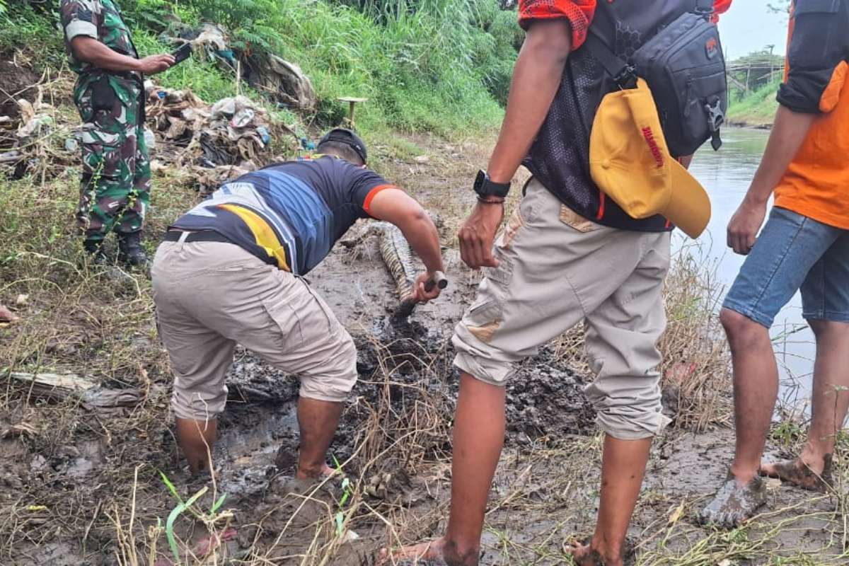 Proses evakuasi bangkai buaya muara di Sungai Bondoyudo, Kencong, Jember. (Seru.co.id/rio) - Buaya Berbobot 10 Kg Ditemukan Mati di Pinggiran Sungai Bondoyudo Jember