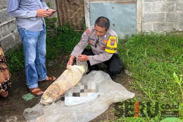 Jasad Bayi dengan Tali Pusar Masih Menempel Ditemukan di Dekat Kandang Ayam di Jember 1 Jasad Bayi dengan Tali Pusar Masih Menempel Ditemukan di Dekat Kandang Ayam di Jember