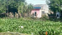 Cegah Banjir, Pemkab Sidoarjo Bersihkan Eceng Gondok di Sungai Pelayaran Tanjungsari