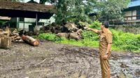 DLH Kota Malang Rencanakan Penanaman 9,362 Pohon Asam Jawa di Tahun 2025