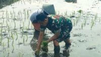 Babinsa Blimbing Dampingi Petani Balearjosari Tanam Padi Dukung Ketahanan Pangan