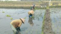 Babinsa Blimbing Dampingi Petani Balearjosari Tanam Padi