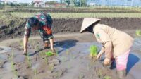 Babinsa Lowokwaru Dampingi Petani Dinoyo Bercocok Tanam