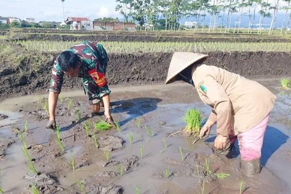 Babinsa Lowokwaru Dampingi Petani Dinoyo Bercocok Tanam