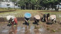 Babinsa Lowokwaru Dampingi Petani Tlogomas Wujudkan Ketahanan Pangan