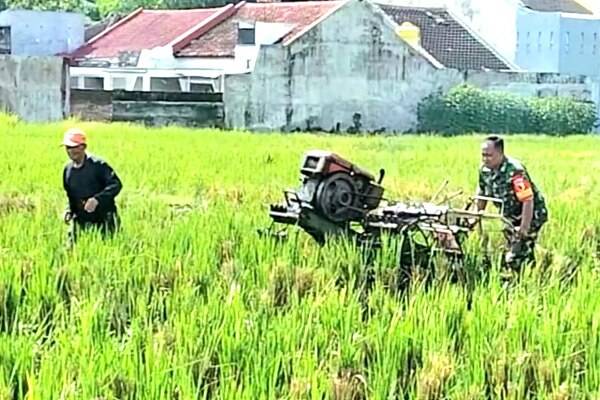 Babinsa Lowokwaru Dampingi Petani Dukung Ketahanan Pangan
