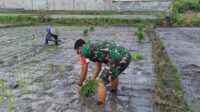 Babinsa Merjosari bantu petani tanam padi upaya swasembada pangan. (ist) - Babinsa Merjosari Bantu Petani Tanam Padi Upaya Swasembada Pangan