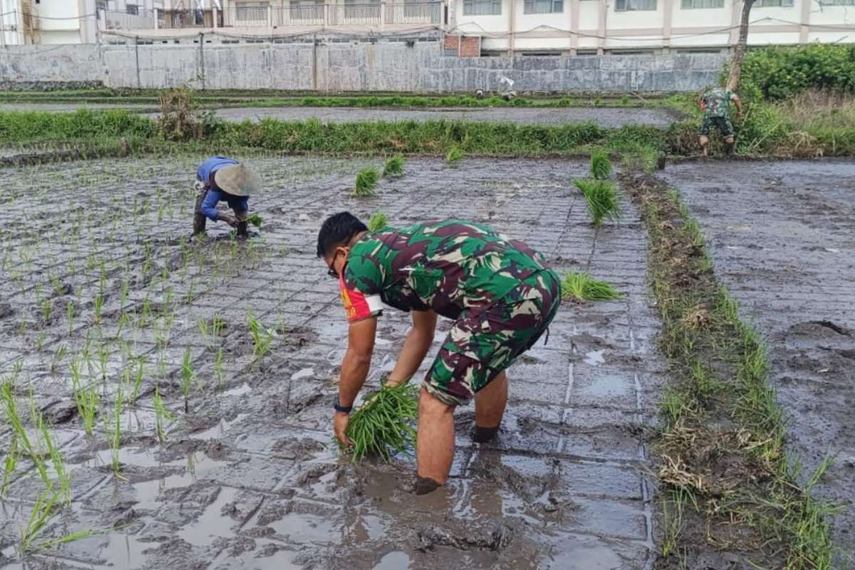 Babinsa Merjosari bantu petani tanam padi upaya swasembada pangan. (ist) - Babinsa Merjosari Bantu Petani Tanam Padi Upaya Swasembada Pangan