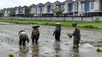 Babinsa Pisangcandi Dampingi Petani Tingkatkan Produktivitas, Dukung Ketahanan Pangan Nasional