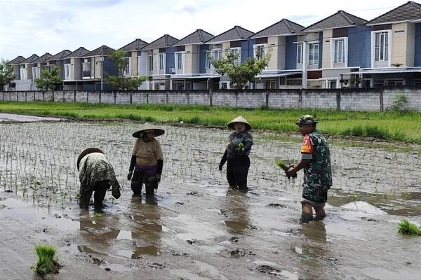 Babinsa Pisangcandi Dampingi Petani Tingkatkan Produktivitas, Dukung Ketahanan Pangan Nasional