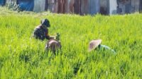 Babinsa Sukun bantu petani Bandulan bersihkan gulma dan tumbuhan liar. (ist) - Babinsa Sukun Bantu Petani Bandulan Bersihkan Gulma dan Tumbuhan Liar