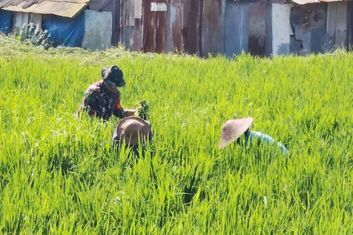 Babinsa Sukun bantu petani Bandulan bersihkan gulma dan tumbuhan liar. (ist) - Babinsa Sukun Bantu Petani Bandulan Bersihkan Gulma dan Tumbuhan Liar