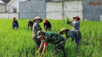 Babinsa Sukun Bantu Petani Poktan Bandungrejosari Bersihkan Gulma
