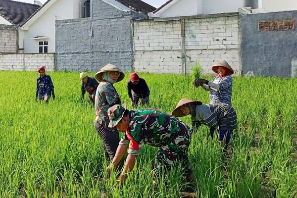 Babinsa Sukun Bantu Petani Poktan Bandungrejosari Bersihkan Gulma