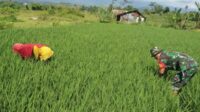 Babinsa Sukun Bersama Gapoktan Mulyorejo Bersihkan Gulma dan Rumput Liar di Sawah