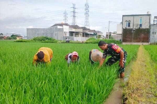 Babinsa Sukun Dampingi Petani Kebonsari Dukung Program Swasembada Pangan
