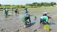Babinsa Sukun dampingi petani tanam padi dukung swasembada pangan. (ist) - Babinsa Sukun Dampingi Petani Tanam Padi Dukung Swasembada Pangan