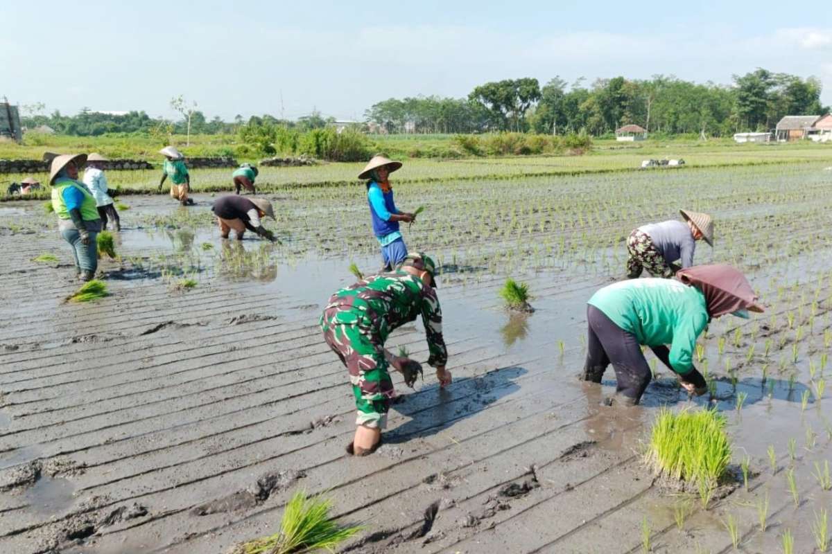 Babinsa Sukun dampingi petani tanam padi dukung swasembada pangan. (ist) - Babinsa Sukun Dampingi Petani Tanam Padi Dukung Swasembada Pangan