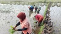 Babinsa Sukun Pendampingan Petani Karangbesuki Olah Sawah Luas Tambah Tanam