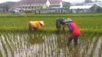 Babinsa Tanjungrejo Turun ke Sawah Bantu Petani Tanam Padi