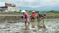 Babinsa Tunjungsekar Bersama Petani Tanam Padi Dukung Swasembada Pangan