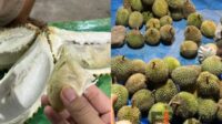 Musim Durian Tiba, Begini Cara Pilih Durian Terbaik