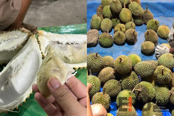 Musim Durian Tiba, Begini Cara Pilih Durian Terbaik