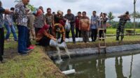 Bupati Malang, HM Sanusi memasukkan bibit ikan nila ke dalam kolam. (ist) - Bupati Sanusi Berharap Kesuksesan Peternakan Ikan Nila dan Jamur Turen Menular ke Kecamatan Lain