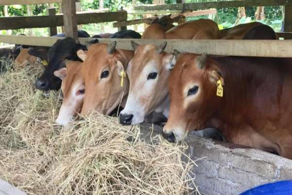 Ilustrasi sapi. (ist) - PMK Bertambah Lagi, Kota Malang Hadapi 12 Kasus Baru di Awal Januari 2025