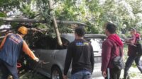 Pohon Timpa Mobil di Jalan Pattimura Batu, Pengemudi Selamat