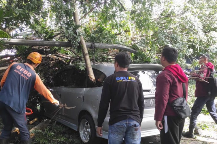 Pohon Timpa Mobil di Jalan Pattimura Batu, Pengemudi Selamat