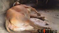 Kondisi sapi mati mendadak terserang virus PMK. (Seru.co.id/rio) - Virus PMK Kembali Serang Ternak di Jember, Tiga Sapi Mati Mendadak