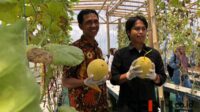 Melon hasil budidaya BUMDes Mitra Sekar Makmur Desa Sekarpuro, Kecamatan Pakis, Kabupaten Malang. (Seru.co.id/wul) - BUMDes Mitra Sekar Makmur Berdayakan Ibu-ibu untuk Kembangkan Wisata Petik Melon Inthanon
