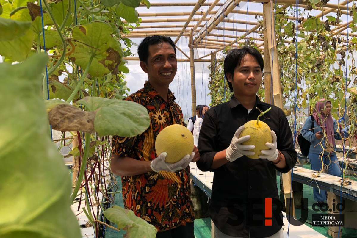 Melon hasil budidaya BUMDes Mitra Sekar Makmur Desa Sekarpuro, Kecamatan Pakis, Kabupaten Malang. (Seru.co.id/wul) - BUMDes Mitra Sekar Makmur Berdayakan Ibu-ibu untuk Kembangkan Wisata Petik Melon Inthanon