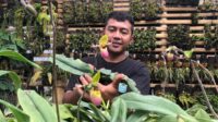 Pemilik Gubuk Anggrek Malang, Muhammad Aji Pamungkas saat menunjukan koleksi anggreknya. (ist) - Terpesona Kecantikan Anggrek Sejak SMP, Pria Wajak Hasilkan Jutaan Rupiah Tiap Bulan