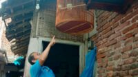 Pemilik burung, Sarip (55), sedang menunjukkan letak kandang dan burung yg digantung di dekat pintu rumahnya. (ist) - Dua Pria Gasak Burung Murai di Klojen Kota Malang, Aksi Terekam CCTV