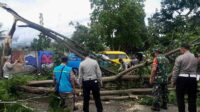Angin Kencang Landa Kota Malang, Akibatkan Pohon Tumbang di Sembilan Titik